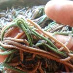 Nyale Minim, Pemburu Kecewa di Mandalika!