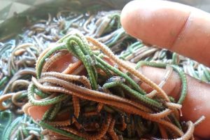 Nyale Minim, Pemburu Kecewa di Mandalika!