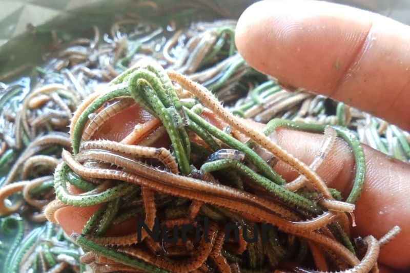 Nyale Minim, Pemburu Kecewa di Mandalika!