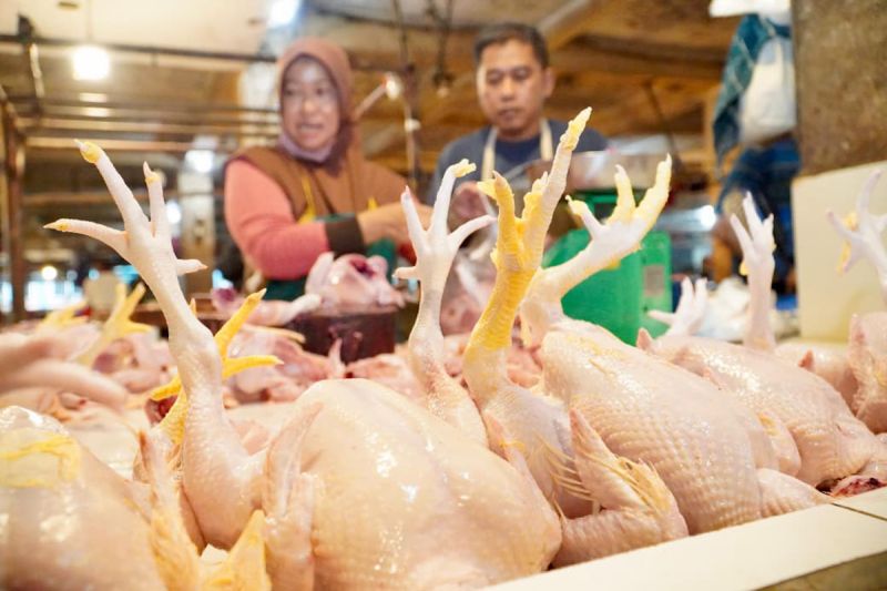 Harga Ayam Terkendali Jelang Lebaran? Ini Kata Pemerintah!