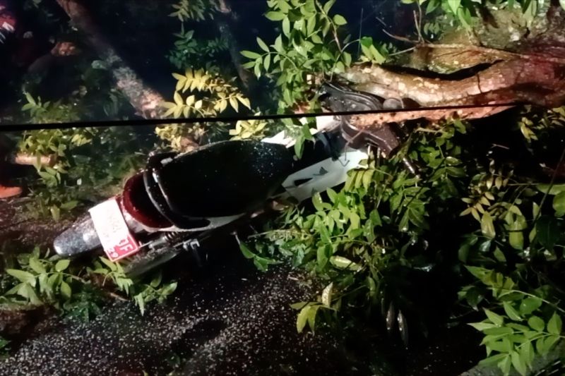 Maut di Jember: Angin Kencang Robohkan Pohon, Pengendara Motor Jadi Korban!