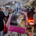 Mudik Hemat: Kucing pun Jadi Teman Perjalanan!