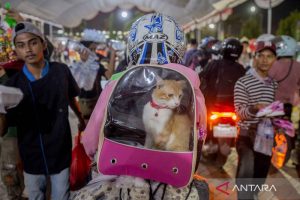 Mudik Hemat: Kucing pun Jadi Teman Perjalanan!