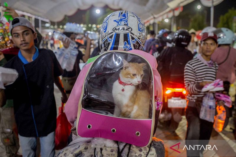 Mudik Hemat: Kucing pun Jadi Teman Perjalanan!