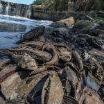 Sapu-Sapu Setu Babakan Jadi Target Operasi!