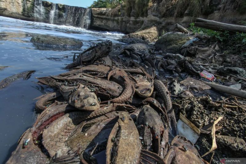 Sapu-Sapu Setu Babakan Jadi Target Operasi!