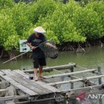 Tambak Merana? Unmul Tawarkan Jurus Jitu Selamatkan Pesisir Kaltim!