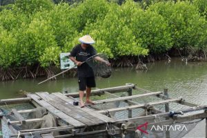 Tambak Merana? Unmul Tawarkan Jurus Jitu Selamatkan Pesisir Kaltim!