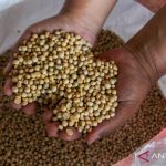 Kedelai Mahal, DKI Sarankan Warga Ubah Menu!