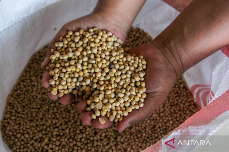 Kedelai Mahal, DKI Sarankan Warga Ubah Menu!