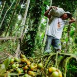 Hutan Indonesia Kalah Jauh dari Sawit Ini Sebabnya