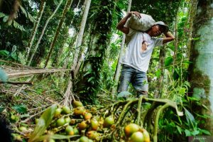 politica news 5 Hutan Indonesia Kalah Jauh dari Sawit Ini Sebabnya