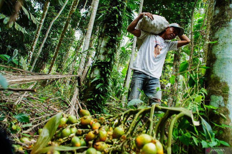 Hutan Indonesia Kalah Jauh dari Sawit Ini Sebabnya 1 Hutan Indonesia Kalah Jauh dari Sawit Ini Sebabnya