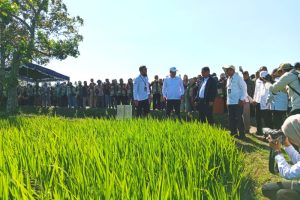 Jurus Sakti Mentan Bikin Petani Lombok Panen Raya
