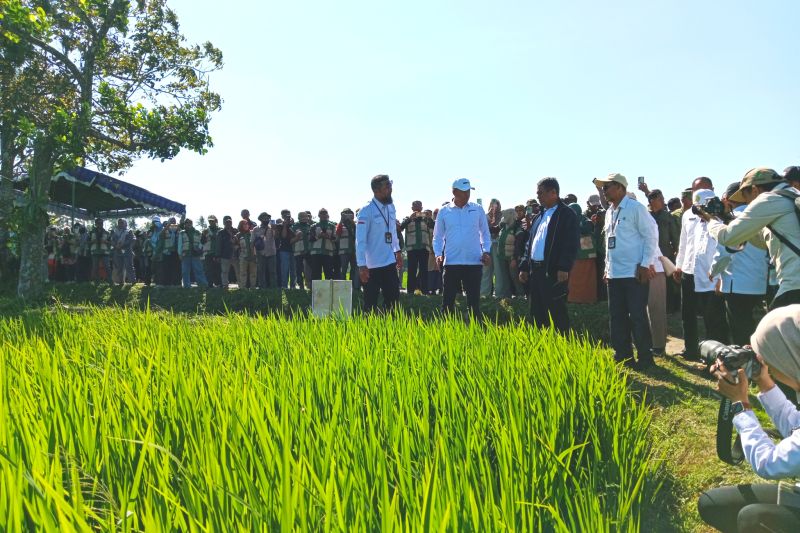 Jurus Sakti Mentan Bikin Petani Lombok Panen Raya 1 Jurus Sakti Mentan Bikin Petani Lombok Panen Raya