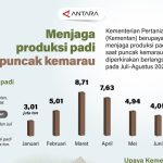 Jurus Rahasia Kementan Jaga Padi Saat Kemarau