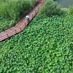 Terungkap Pesona Danau Baiyangdian Bikin Melongo