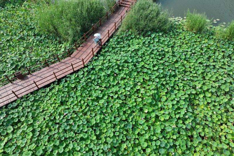 Terungkap Pesona Danau Baiyangdian Bikin Melongo