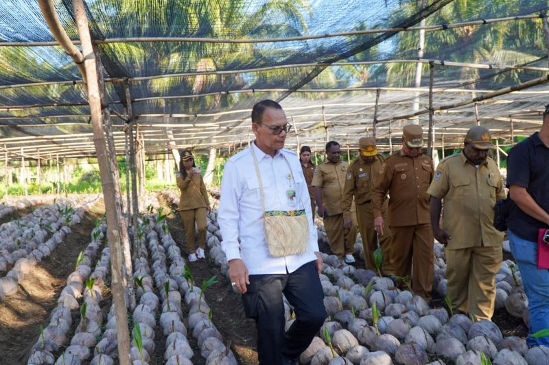 Rahasia Besar Kementan Bikin Nabire Kaya Raya 1 Rahasia Besar Kementan Bikin Nabire Kaya Raya