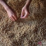 Dana Ratusan Miliar Siap Guncang Riset Nasional
