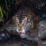 Raja Hutan Sumatera Terjebak Warga Lega