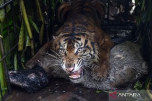 Raja Hutan Sumatera Terjebak Warga Lega