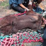 Orangutan Kritis di Kebun Sawit Diduga Terpapar Asap