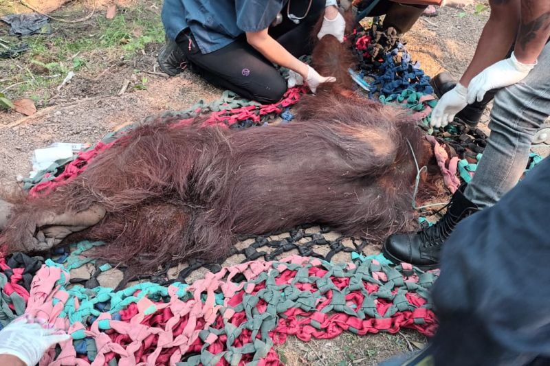 Orangutan Kritis di Kebun Sawit Diduga Terpapar Asap