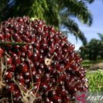 Petani Sawit Riau Was-was Harga TBS Kembali Turun