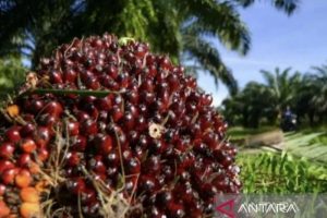 Petani Sawit Riau Was-was Harga TBS Kembali Turun