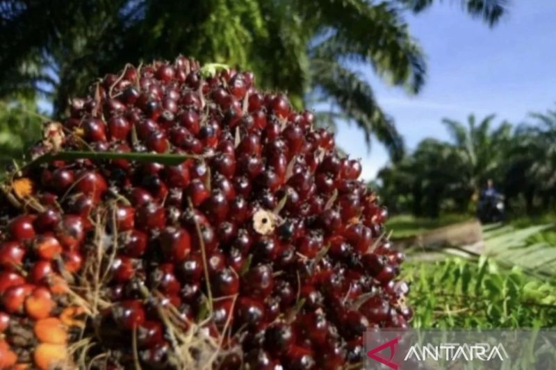 Petani Sawit Riau Was-was Harga TBS Kembali Turun
