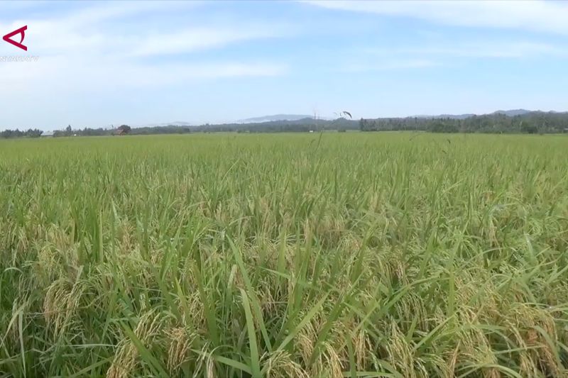 Ekonomi Sultra Melaju Pesat Lampaui Nasional