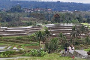 Pajak Bali Meledak Tembus 11 Triliun Rupiah