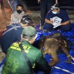 Drama Penyelamatan Induk dan Bayi Orangutan