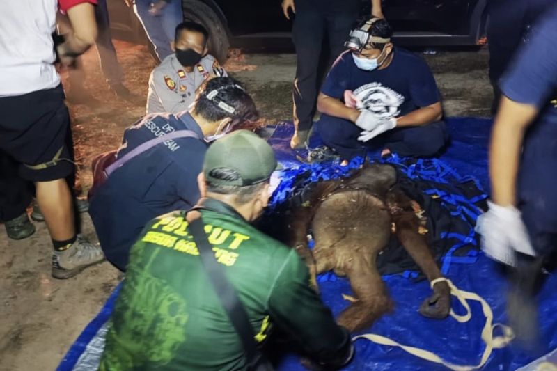 Drama Penyelamatan Induk dan Bayi Orangutan
