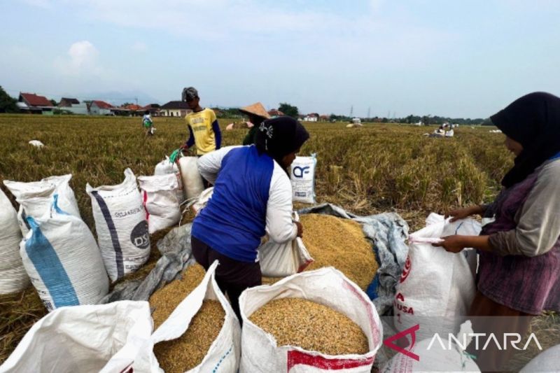 Rekor Baru Stok Beras Nasional Meledak 1 Rekor Baru Stok Beras Nasional Meledak