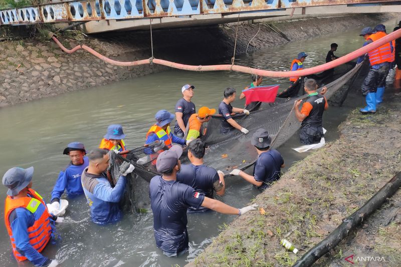 Waspada Bahaya Ikan Sapu Sapu di Jakarta Barat 1 Waspada Bahaya Ikan Sapu Sapu di Jakarta Barat
