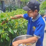 Warga Binaan Lapas Abepura Sukses Panen Sayur
