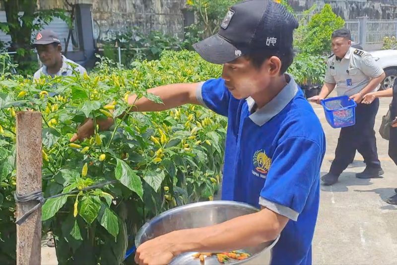 Warga Binaan Lapas Abepura Sukses Panen Sayur 1 Warga Binaan Lapas Abepura Sukses Panen Sayur