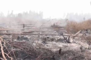 11 Perusahaan Asing Jadi Tersangka Karhutla