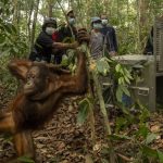 Nasib Tragis Orangutan Kalbar Akhirnya Berubah