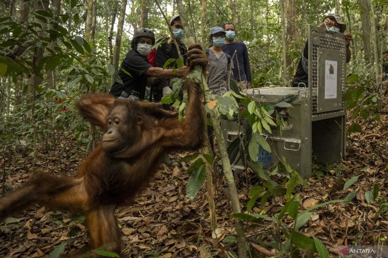 Nasib Tragis Orangutan Kalbar Akhirnya Berubah