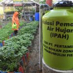 Rahasia Air Hujan Untuk Tanaman Anda