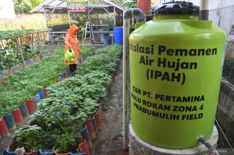 Rahasia Air Hujan Untuk Tanaman Anda
